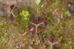 Tufted yellow woodsorrel